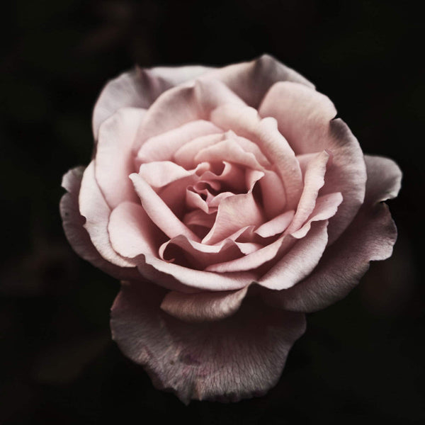 True Grace Diffuser - Moroccan Rose - Mhor In Store